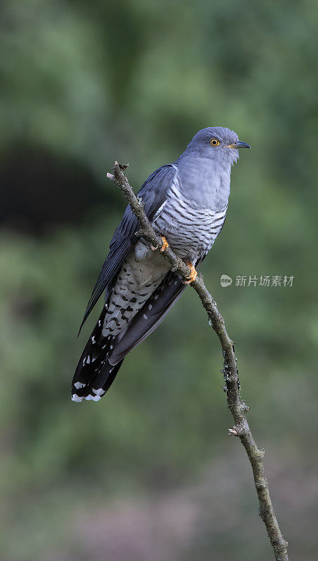 雄性杜鹃(Cuculus canorus)